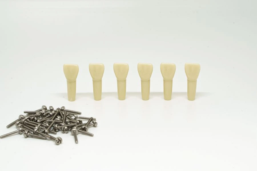 Set of teeth for children's dental model, 24 pcs. PD-NZ DM 24