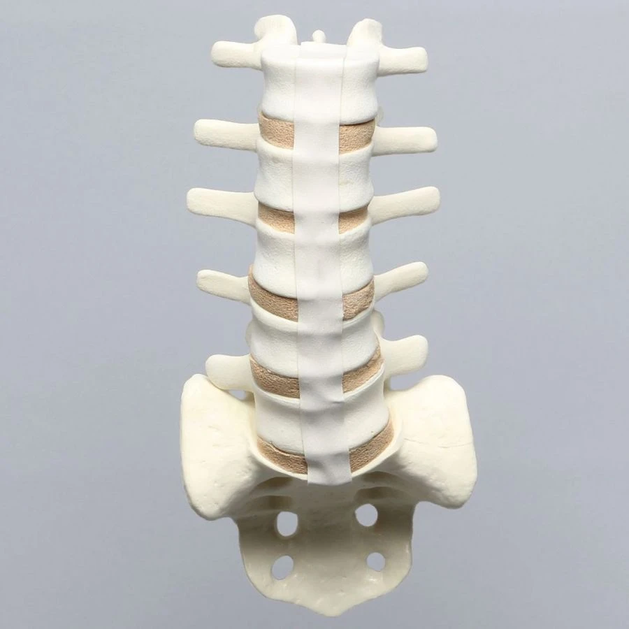 Model of lumbosacral spine and spinal nerves 18107