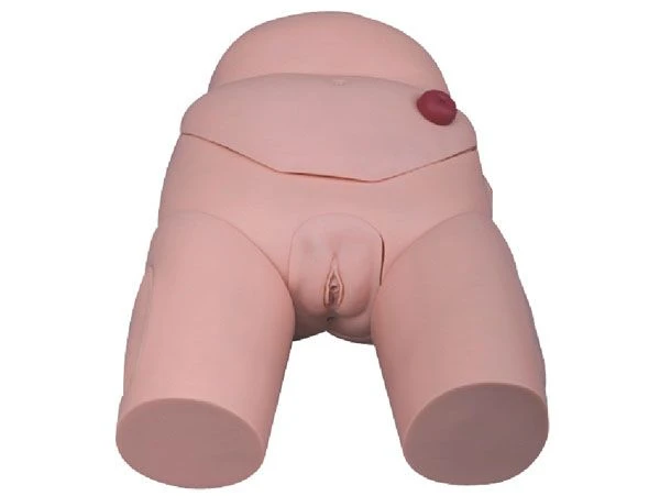 Model for bladder catheterisation (female), D4
