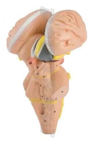 Model of brain stem nuclei and hypothalamus, 18215-4