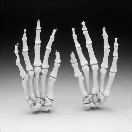 Life-size hand joint with ligaments, SK2114