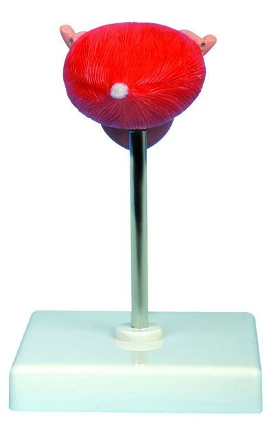 Model of bladder, 15115