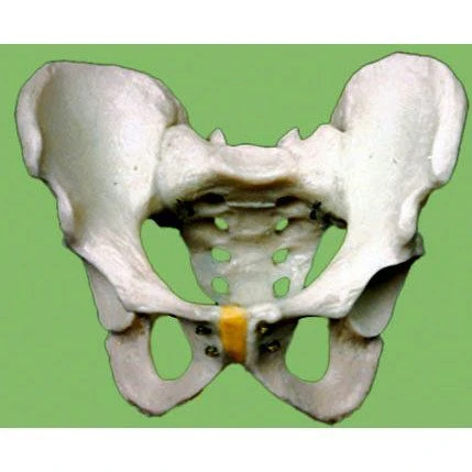 Male pelvis skeleton,G4011