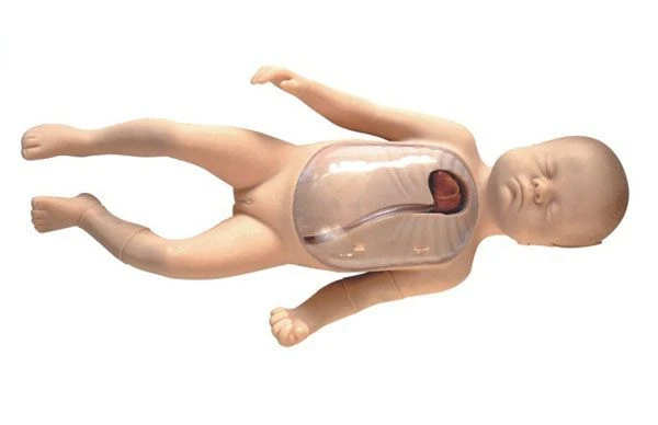 Newborn model for central and peripheral vein catheterisation L67B