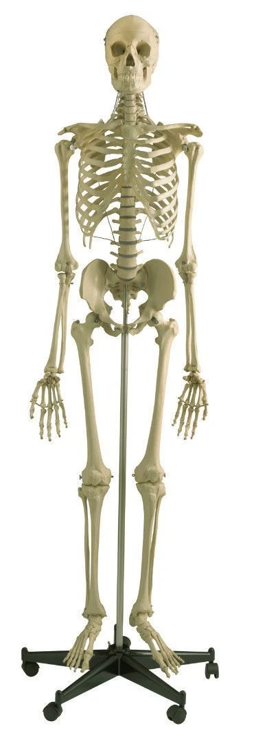 Human skeleton model 180 cm (male), 11101-1