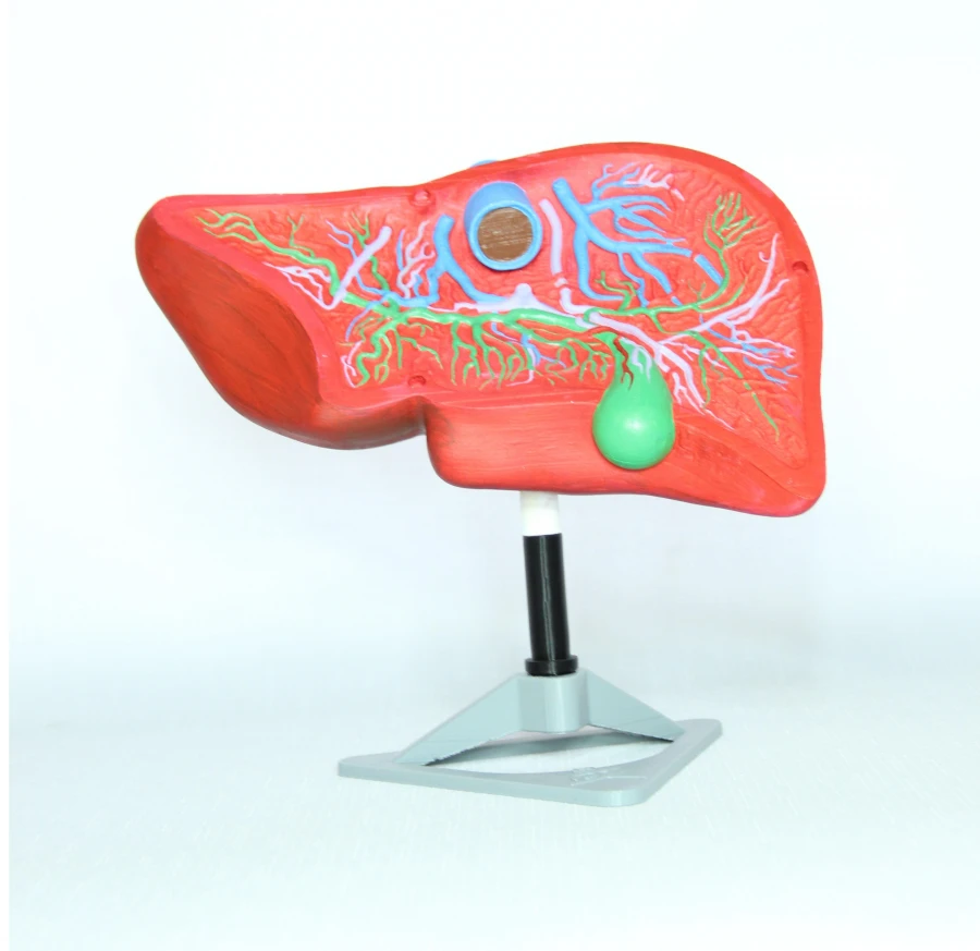 Liver model, ROST-12008