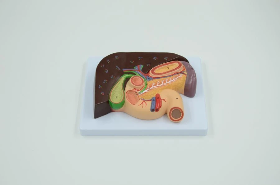 Model of liver, gall bladder, pancreas and duodenum, 3 parts, 11308-2