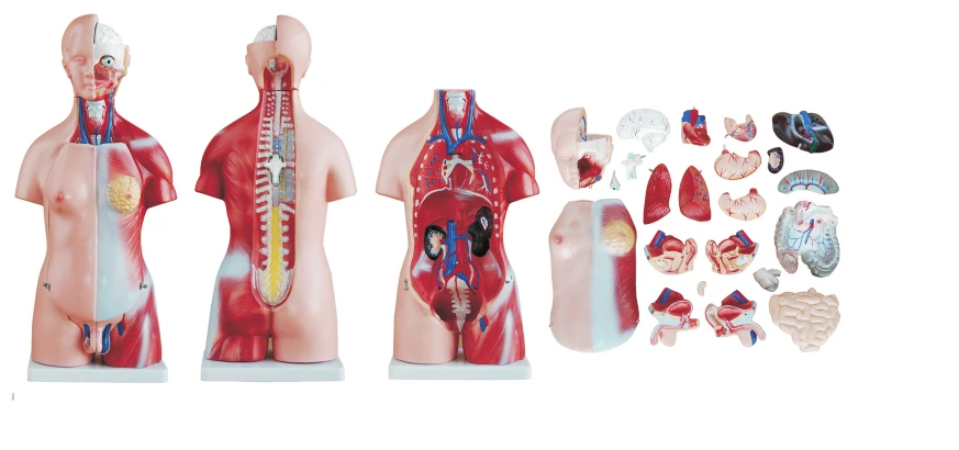 Torso (unisex), 45 cm, 23 parts, T1008