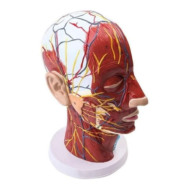 Model of blood vessels and nerves, 10006