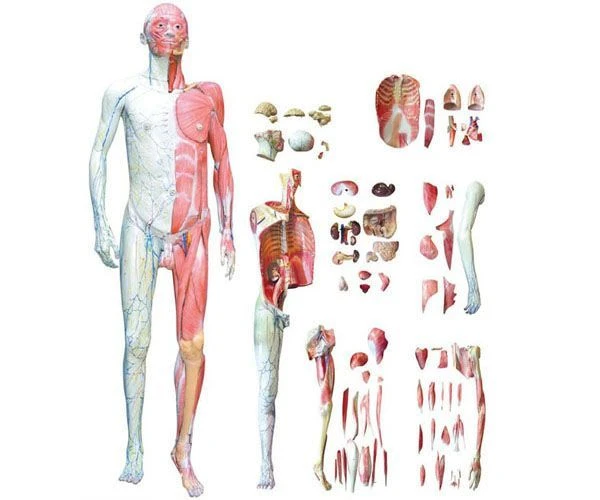 Multilayer anatomy of human body with model of internal organs, 10001-1