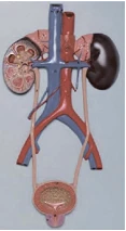 Model of the urinary system, 14001