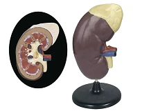 Kidney and adrenal model, 14006-2