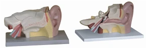 Anatomy of the Ear (3:1), item S7201