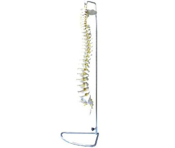 Spinal cord model (11106-1 flexible, 11106-2 non-flexible) 11106