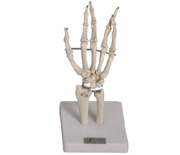 Bones of the hand joints, item 11201-3