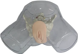 Transparent model for curettage, T32