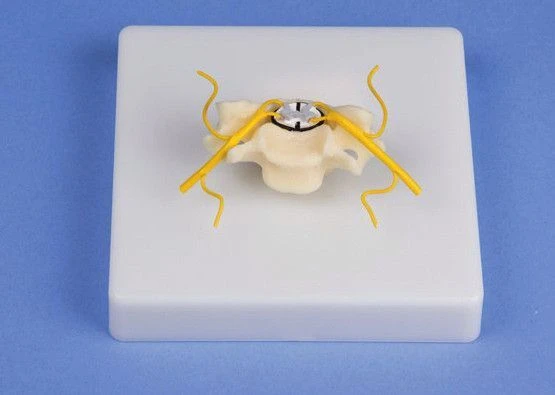 Enlarged cross-sectional model of spinal cord, 18104