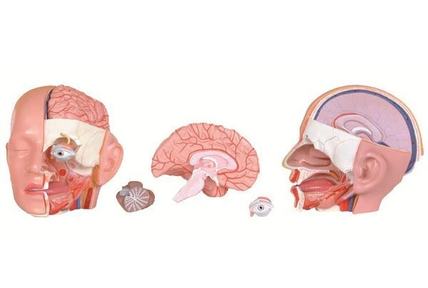 Anatomical head model (5 parts),item 18234