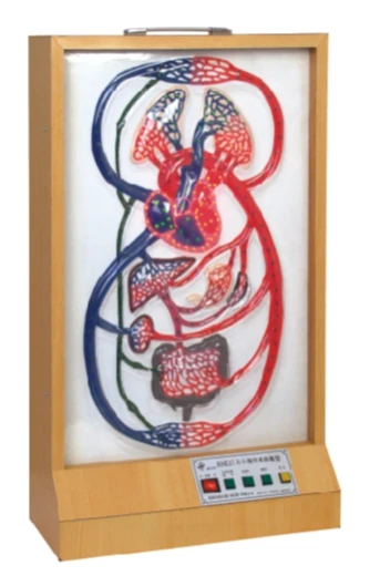 Electric model of big and small circles of blood circulation, 16003