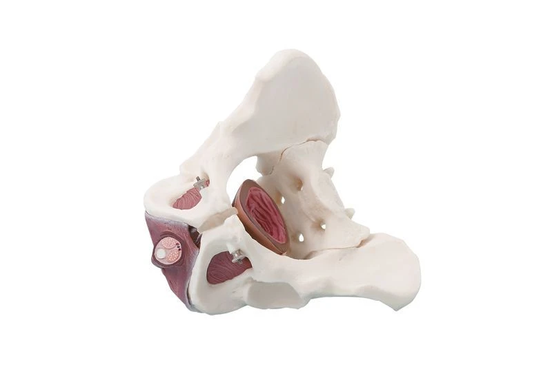 Model of male pelvis with pelvic floor muscles, 15114-2
