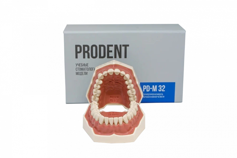 Standard dental jaw model, 32 teeth PD-M32