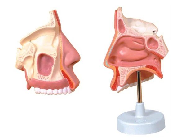 Nasal cavity model 13001