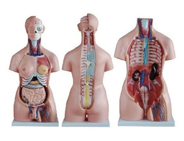 Model of human torso, male, female. (85 cm), 10004
