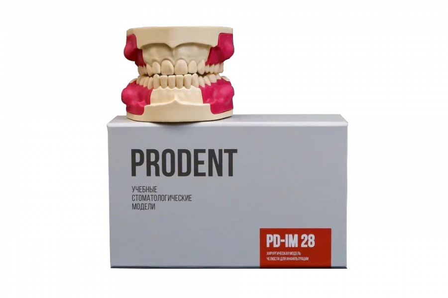 Dental jaw model for overostomy training PD-IM 28