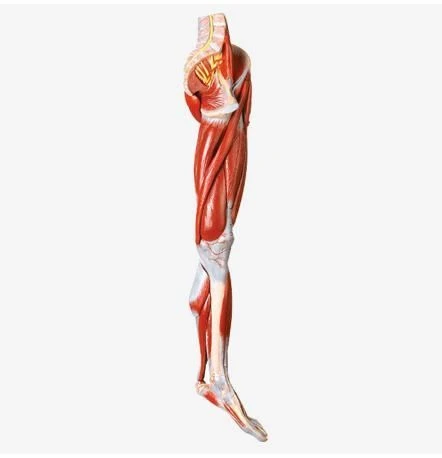 Anatomical model of lower limb muscles, 11308-2
