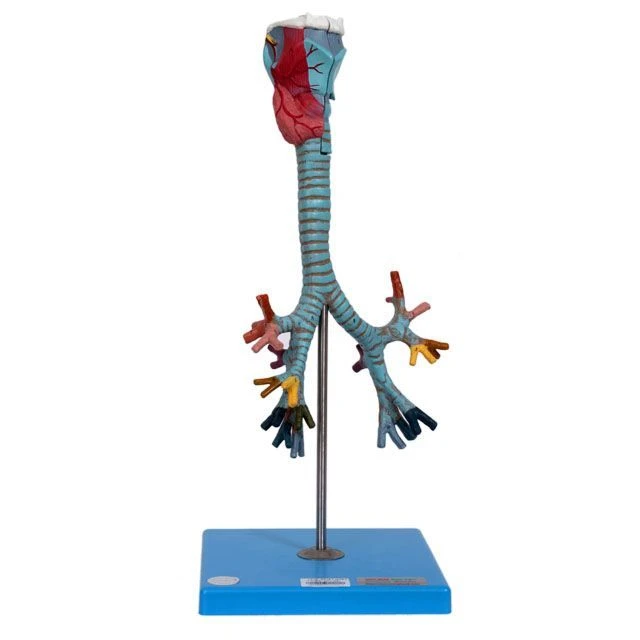 Model of larynx, trachea and bronchi, 13006