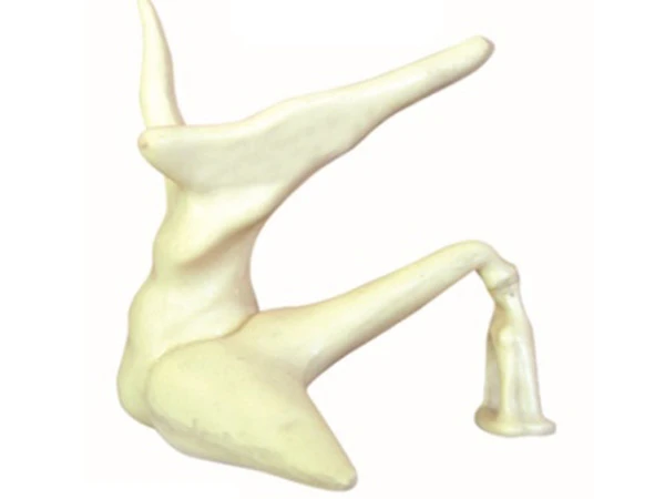 Enlarged model of auditory ossicles, 17203