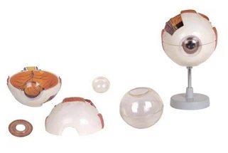 Enlarged eyeball model (3:1),17101-1