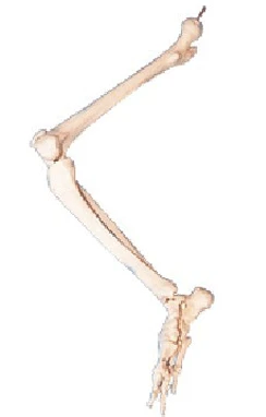 Bones of the leg (femur, tibia, foot), item 11131