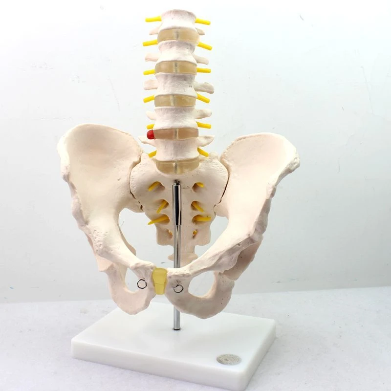 Pelvic bones with 5 lumbar vertebrae, 11129-3