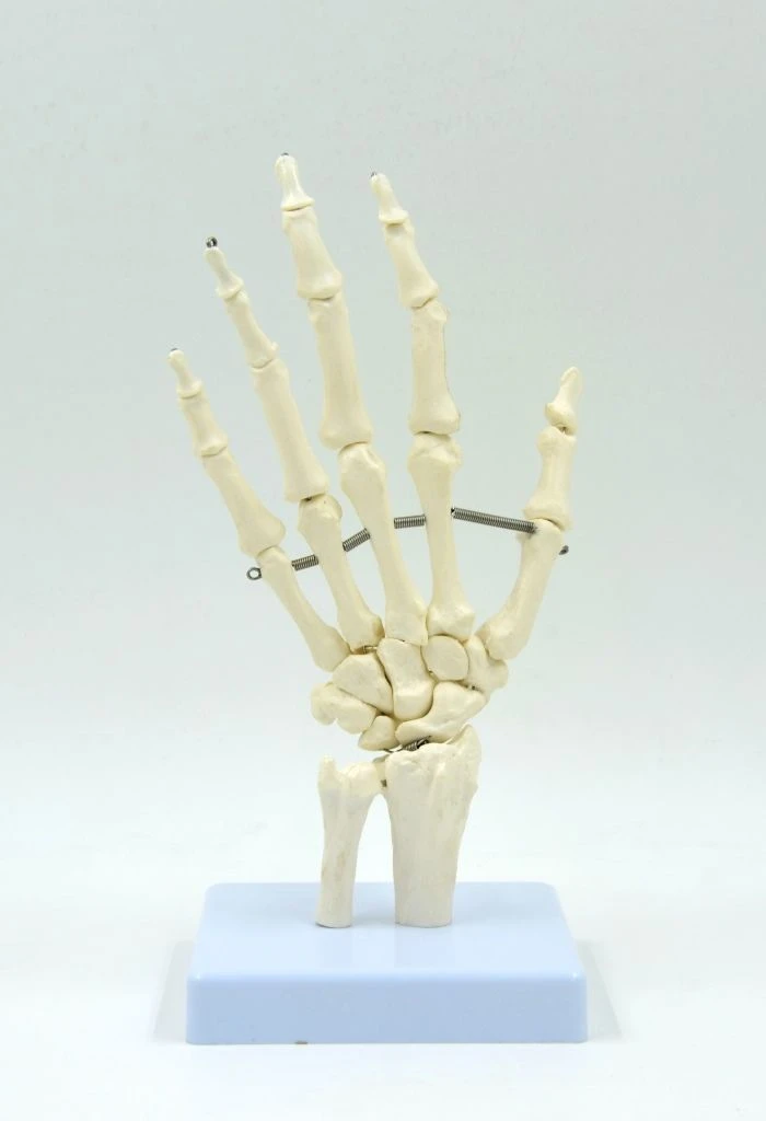 Model of hand muscles 11313