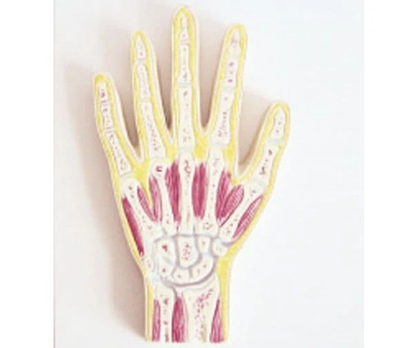 Hand joint profile model, 11204