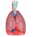 Models of trachea, heart and lungs, art. 13012