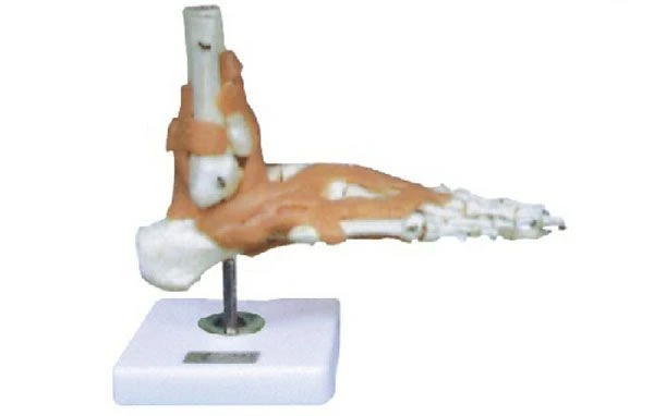 Model of the bones of the foot, ankle with ligaments 11209-6