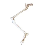 Bones of the lower limb, item No.11130