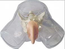 Model for bladder catheterisation (male) NS6030 / D1