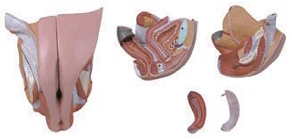 Female genitals, item G5105