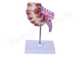 Anatomical model of cecum and apendix, 12006