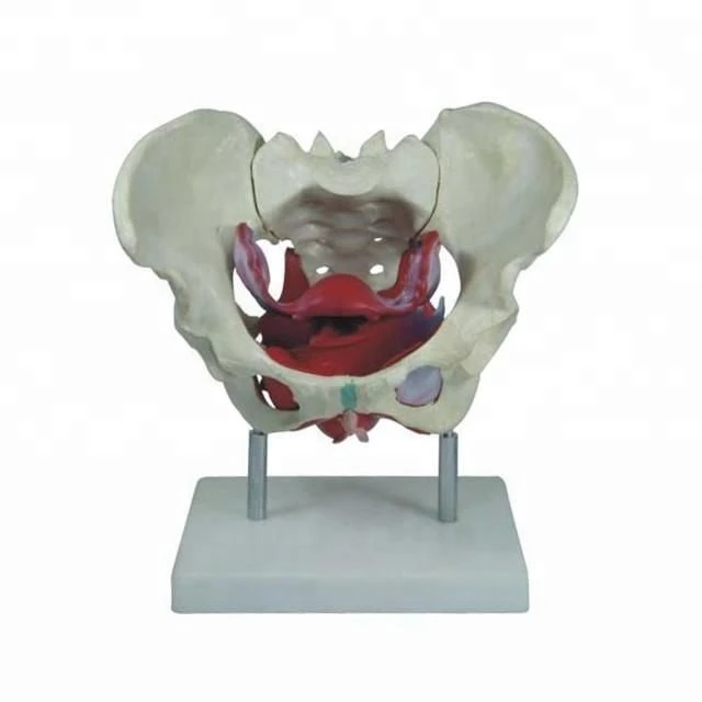 Female pelvis with blood vessels and nerves, SK1128B