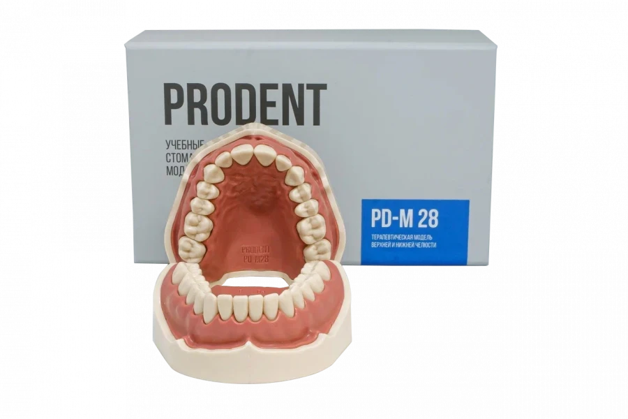 Standard dental jaw model, 28 teeth PD-M28