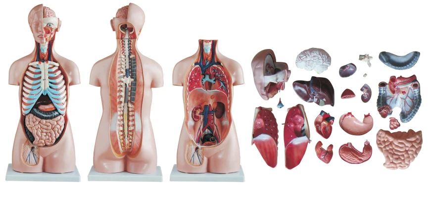 Torso (sexless), 85 cm, 20 parts, T1007