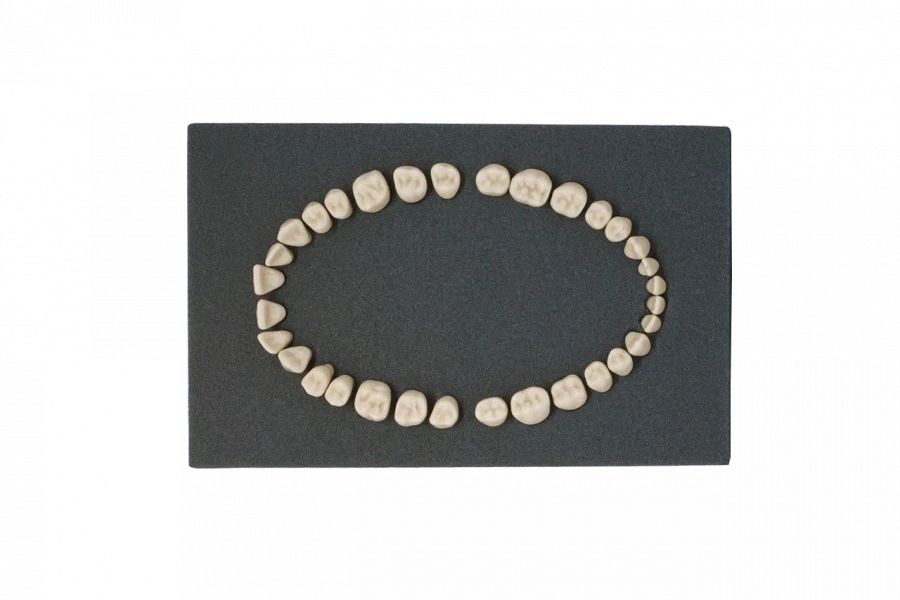 Set of teeth for standard dental model, 32 pcs. PD-NZ M32