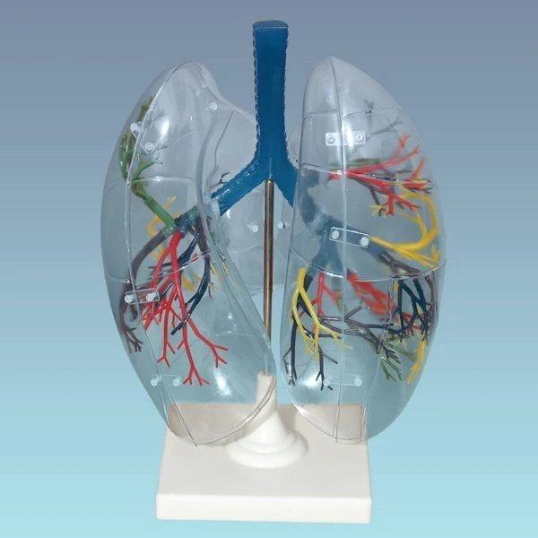 Transparent lung model, 13009