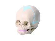 Model of child's skull, 11114