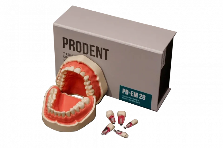 Dental jaw model for endodontic training, PD-EM 28