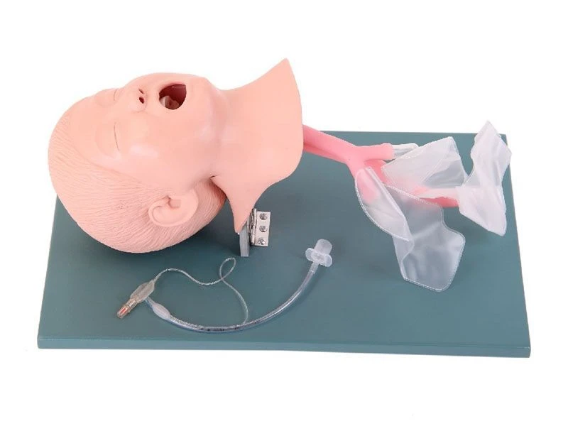 Child model for intubation, 1A